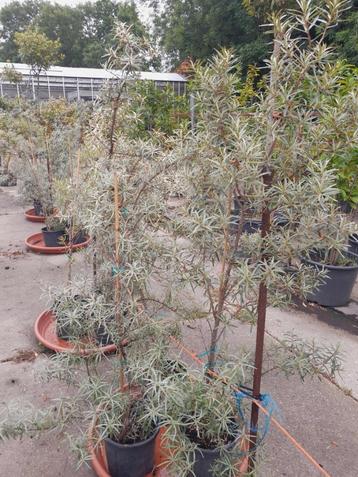 duindoorn Hippophae rhamnoides beschikbaar voor biedingen