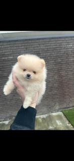 Pomeriaan pup mini pomeranian bearface dwergkees theacup, Dieren en Toebehoren, Honden | Poolhonden, Keeshonden en Oertypen, Overige rassen