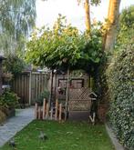 Dakplatanen - Zelf uitgraven!, Tuin en Terras, Ophalen