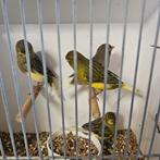 4 kanaries van buiten, Meerdere dieren