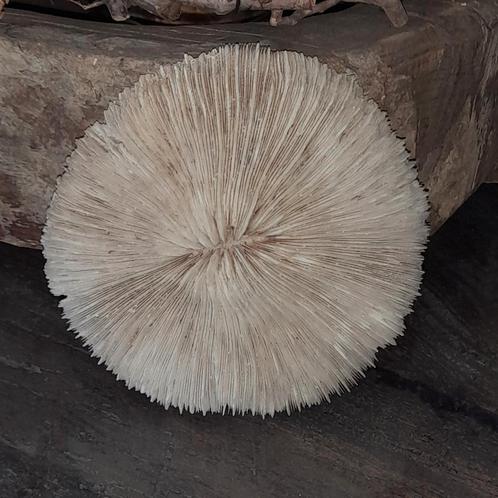 Mooie witte paddenstoelkoraal koraal, Verzamelen, Mineralen en Fossielen, Overige typen, Ophalen of Verzenden
