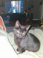 Kittens, Dieren en Toebehoren, Katten en Kittens | Overige Katten, Kater, Kortharig, 0 tot 2 jaar