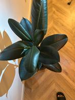Ficus Elastica met pot, Huis en Inrichting, Ophalen, Ficus, Halfschaduw, In pot