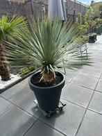 Yucca rostrata, Zomer, Overige soorten, Ophalen of Verzenden, 100 tot 250 cm