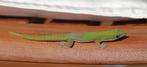 4 x jonge Phelsuma Laticauda / Goudstofdaggekko, Dieren en Toebehoren, Reptielen en Amfibieën, 0 tot 2 jaar, Hagedis