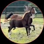 Welsh merrie veulen, Dieren en Toebehoren, Pony's, Merrie, Niet van toepassing, 0 tot 2 jaar, C pony (1.27m tot 1.37m)