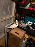 Kropper doffer, Ophalen of Verzenden