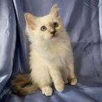 Heilige birmaan kittens met stamboom, Dieren en Toebehoren, Katten en Kittens | Raskatten | Langhaar, Meerdere dieren, Gechipt