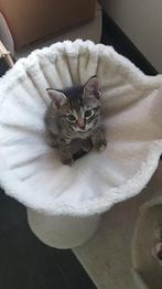 Te koop nog 1 kitten poesje, Poes, Ontwormd