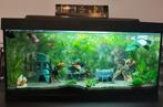 Compleet aqaurium met vissen, Dieren en Toebehoren, Vissen | Aquaria en Toebehoren, Ophalen, Zo goed als nieuw, Gevuld zoetwateraquarium