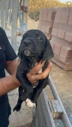 Pup 5, Dieren en Toebehoren, Particulier, Rabiës (hondsdolheid), 15 weken tot 1 jaar, Reu