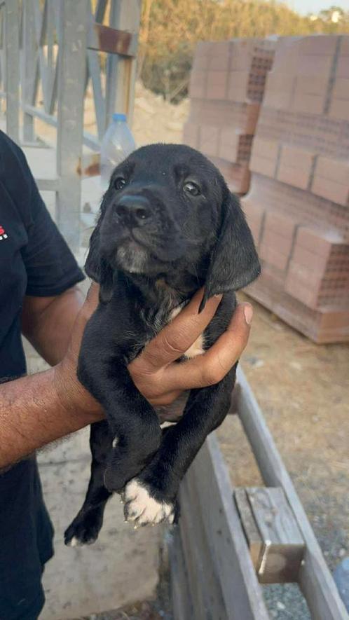 Pup 5, Dieren en Toebehoren, Honden | Niet-rashonden, Middel, Reu, Particulier, Eén hond, Buitenland, 15 weken tot 1 jaar, CDV (hondenziekte)