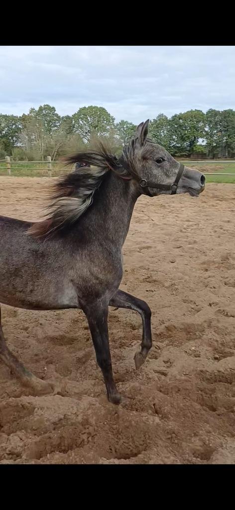 Elegant Arabisch volbloed jaarling merrietje, Dieren en Toebehoren, Paarden, Merrie, Niet van toepassing, Minder dan 160 cm, 0 tot 2 jaar