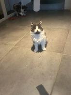 Prachtige Maine coon Kittens, Dieren en Toebehoren, Katten en Kittens | Overige Katten, Meerdere dieren, Langharig, 0 tot 2 jaar