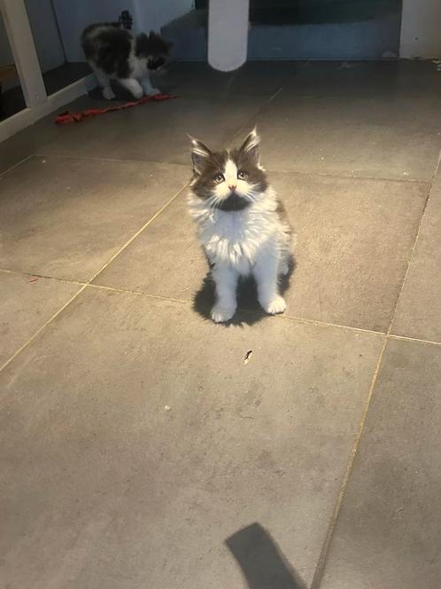 Prachtige Maine coon Kittens, Dieren en Toebehoren, Katten en Kittens | Overige Katten, Langharig, Meerdere dieren, 0 tot 2 jaar