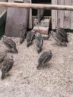 Beschikbaar chukar/steen patrijzen, Meerdere dieren, Overige soorten