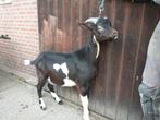 Bont bokje, Dieren en Toebehoren, Mannelijk, Geit