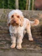 Nestaankondiging Cockapoo F1BBB, Dieren en Toebehoren, 8 tot 15 weken, Geslacht onbekend, Meerdere, Middel
