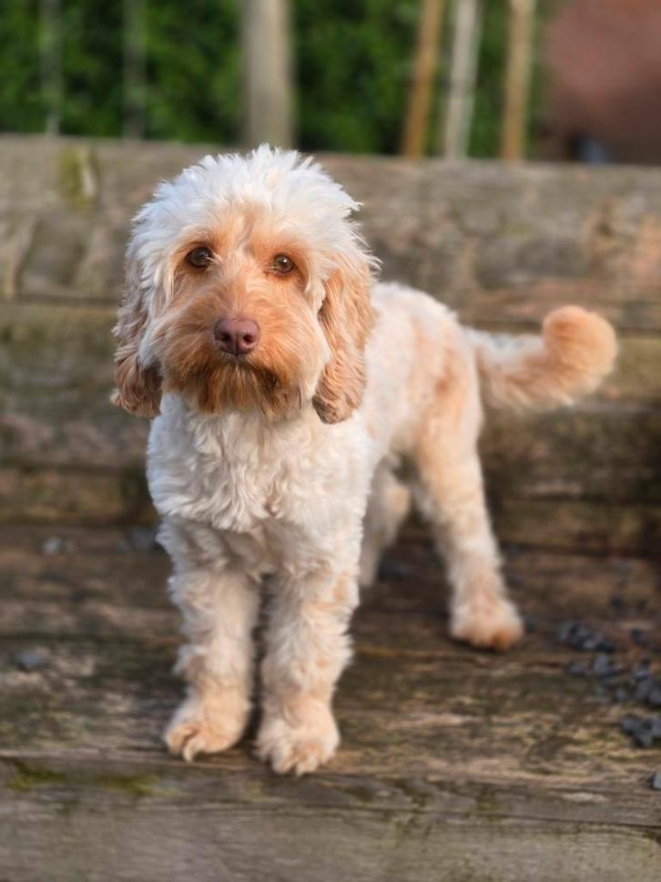 Nestaankondiging Cockapoo F1BBB, Dieren en Toebehoren, Honden | Niet-rashonden, Middel, Geslacht onbekend, Particulier, Meerdere
