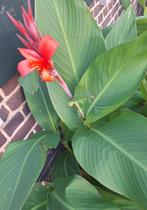 Canna indica bloemriet knollen rood hoogte +/- 150 cm, Tuin en Terras, Planten | Tuinplanten, Overige soorten, Volle zon, Vaste plant