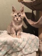 Maine Coon Kater, Dieren en Toebehoren, Katten en Kittens | Raskatten | Langhaar, Kater, Gechipt, 0 tot 2 jaar