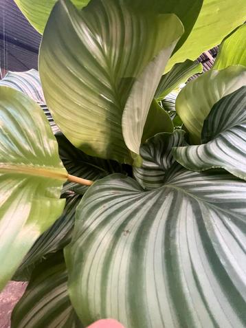 Calathea Orbifolia XL - Gebedsplant beschikbaar voor biedingen
