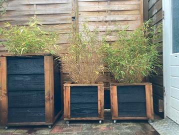 3 houten bloembakken op wielen incl. bamboo planten beschikbaar voor biedingen