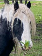 Tinker te koop, Dieren en Toebehoren, Pony's, Gechipt, Ruin, 3 tot 6 jaar, C pony (1.27m tot 1.37m)
