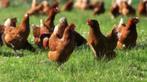Bruine Barnevelder legkippen., Dieren en Toebehoren, Pluimvee, Vrouwelijk, Kip