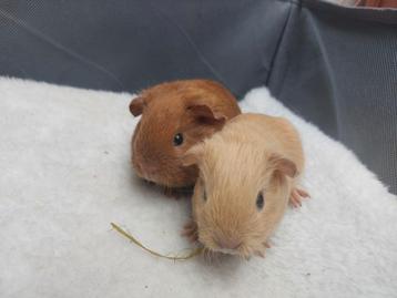 2 knappe california beren beschikbaar voor biedingen