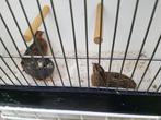 Chinese kwartels, Dieren en Toebehoren, Vogels | Overige Vogels, Meerdere dieren, Tropenvogel