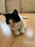 Stoere erfkat zoekt nieuw thuis - Salmiakje zoekt ruimte, Dieren en Toebehoren, Kater