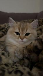 Golden Shaded Britse Korthaar Kitten, Dieren en Toebehoren, Katten en Kittens | Overige Katten, Poes, Kortharig, 0 tot 2 jaar