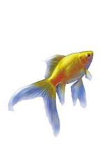 Komeetstaart Gele goudvis - 8 / 10 cm - Koidreams, Goudvis(sen)