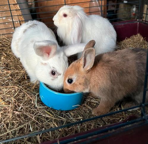 Makke jonge konijnen, Dieren en Toebehoren, Konijnen, Meerdere dieren