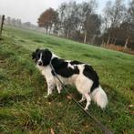 Mooie  friese stabij x border collie reu, Rabiës (hondsdolheid), 1 tot 2 jaar, Eén hond, Nederland