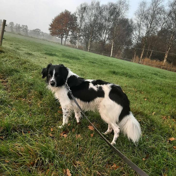 Mooie  friese stabij x border collie reu, Dieren en Toebehoren, Honden | Retrievers, Spaniëls en Waterhonden, Reu, Overige rassen