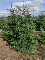 Nordmann - Kerstbomen partij, Ophalen of Verzenden, Zomer, Volle zon, Overige soorten
