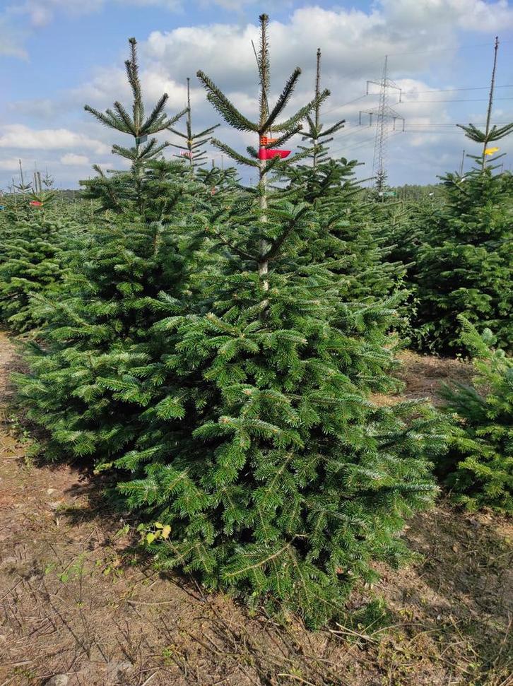 Nordmann - Kerstbomen partij, Tuin en Terras, Planten | Bomen, Overige soorten, Volle zon, Zomer, Ophalen of Verzenden