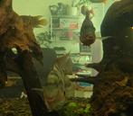 2x broedpaar Vuurkeel cichlide, Dieren en Toebehoren, Vissen | Aquariumvissen, Vis, Zoetwatervis