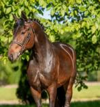 Knappe E pony/paard, Dieren en Toebehoren, Paarden, Merrie, Minder dan 160 cm, Ontwormd, 3 tot 6 jaar