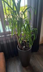 Yucca palmlelie (eventueel incl pot), Huis en Inrichting, Kamerplanten, Yucca, 150 tot 200 cm, Halfschaduw, Ophalen