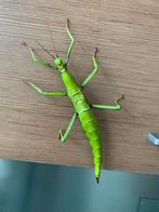 Eieren van de Diapherodes gigantea (PSG 260), Dieren en Toebehoren, Insecten en Spinnen, Wandelende tak