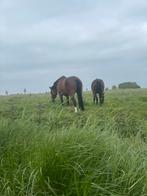 Gezocht: Stalling (of alleen winterplek) omg Drachten, Dieren en Toebehoren, Stalling en Weidegang, Stalling