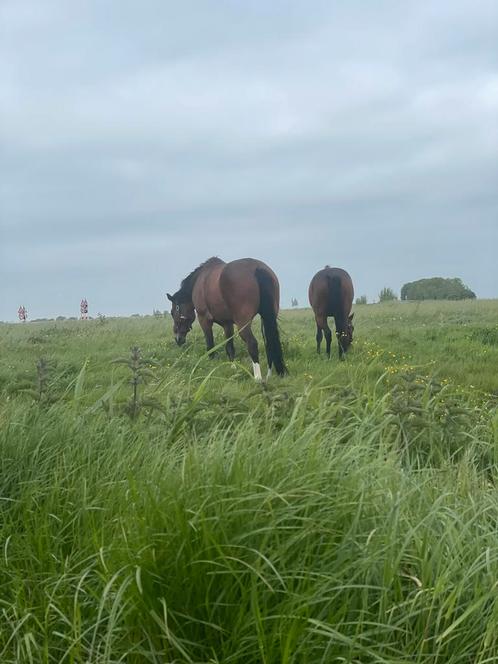 Gezocht: Stalling (of alleen winterplek) omg Drachten, Dieren en Toebehoren, Stalling en Weidegang, Stalling
