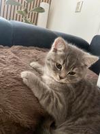 4 maanden oud, Dieren en Toebehoren, Katten en Kittens | Overige Katten, Kater