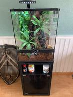 Mooie gargoyle gekko, 1.0 incl. terrarium, Hagedis, Met terrarium, 3 tot 6 jaar