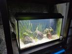 juwel Aquarium Primo / Record 60L LED, Ophalen, Gebruikt, Gevuld zoetwateraquarium