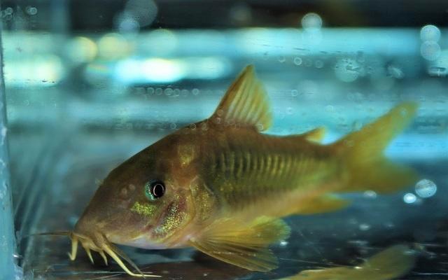 Hobbyaquarium Corydoras ( osteogaster ) Melanotaenia, Dieren en Toebehoren, Vissen | Aquariumvissen, Zoetwatervis, Vis, Schoolvis