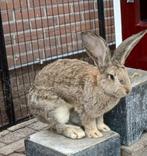 Vlaamse gecastreerde lieve reus, Dieren en Toebehoren, Konijnen, Mannelijk, Groot, 0 tot 2 jaar